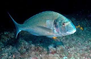 Çipura