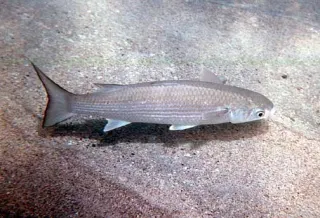 Altı parmaklı threadfin