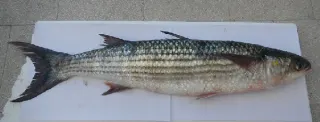 Altınbaş Kefal