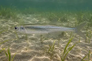 Atlantik gümüş balığı