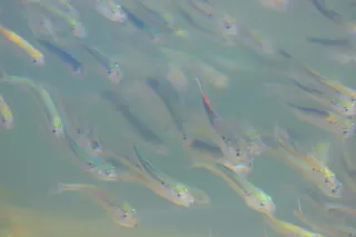 Atlantik menhadeni