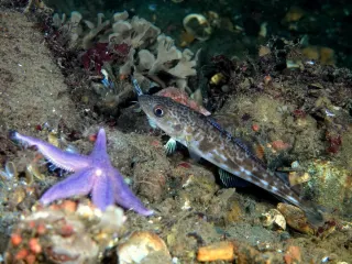 Atlantik morinası
