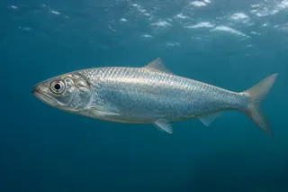 Atlantik ringası