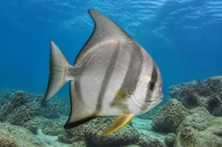 Atlantik spadefish