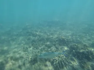 Çift benekli queenfish