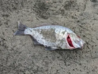 Çizgili sörf levreği