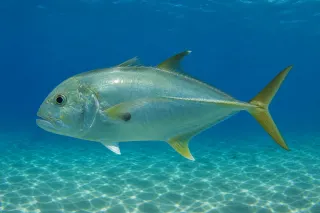 Crevalle akyası