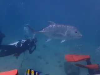 Dev trevally