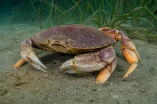 Dungeness yengeci