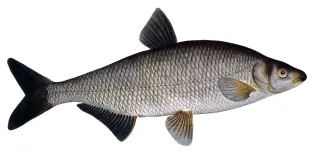 Vimba