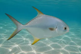 Florida pompanosu