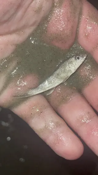 Güney kingfish
