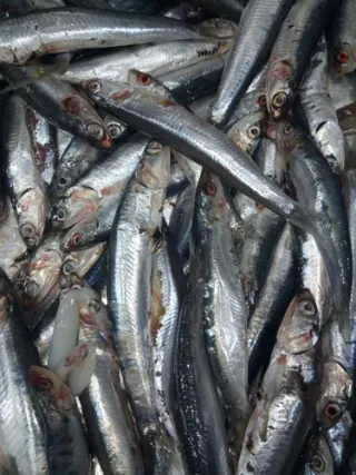 Hamsi