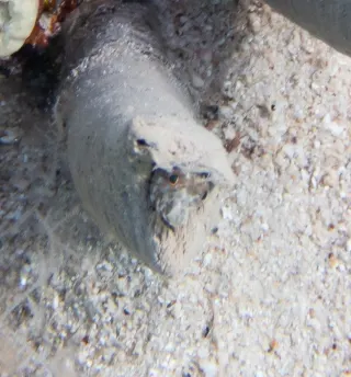 Horozbina