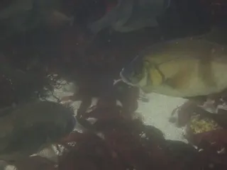 Kalın dudaklı deniz levreği