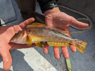 Kelp greenling