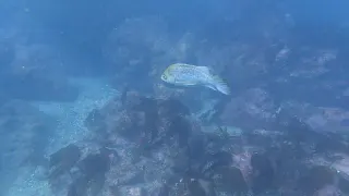 Kelp kaya balığı
