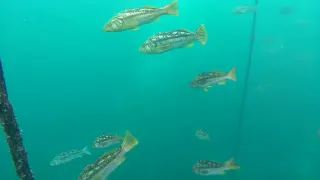 Kelp levreği