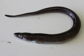 Konger