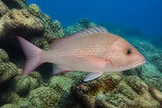 Köpek snapper