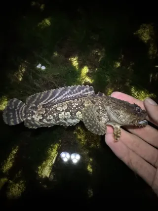 Körfez kurbağa balığı