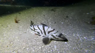Kuzey kingfish