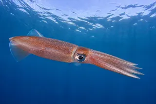 Kuzey kısa yüzgeçli kalamar