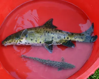 Leopar Sazanı
