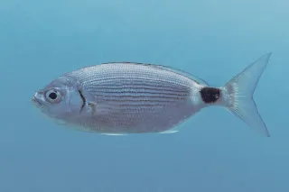 Melanur