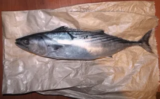 Palamut