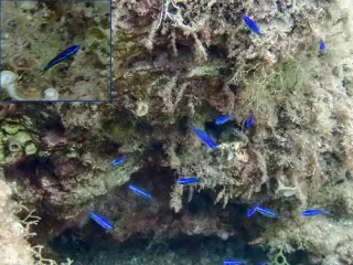 Papaz Balığı