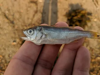 Pasifik queenfish