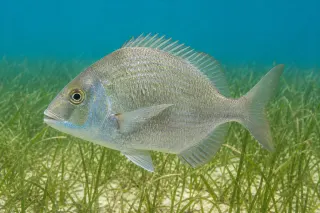 Pinfish