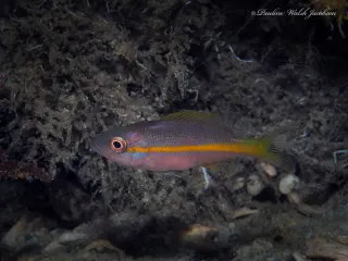 Sarı kuyruk snapper