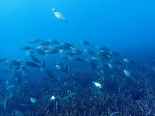 Sarpa