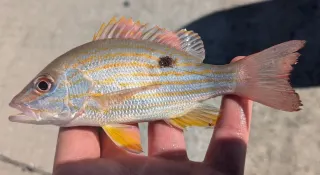 Şerit snapper