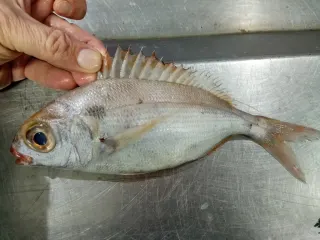 Siyah benekli mercan