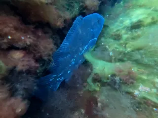 Tautog