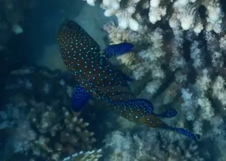 Tavus orfozu