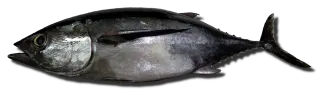 Uzun Kanat Orkinos