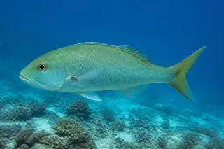 Yeşil jobfish