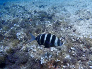 Zebra karagöz